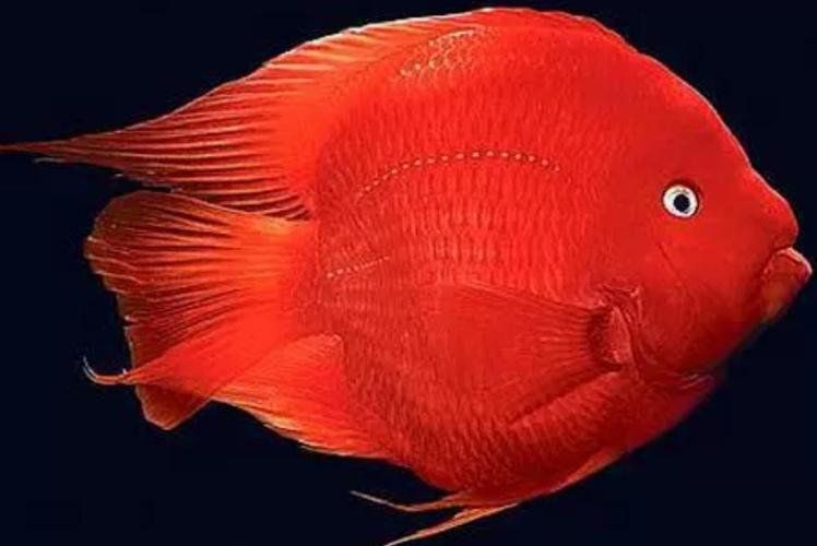 立鱗病會傳染給其他魚嗎？，小新的正能量發(fā)射站，魚豎鱗病大揭秘