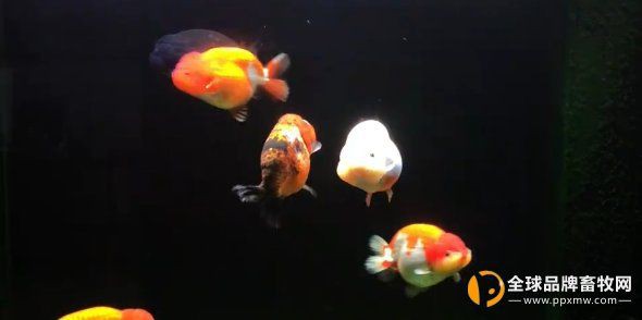 立鱗病會傳染給其他魚嗎？，小新的正能量發(fā)射站，魚豎鱗病大揭秘