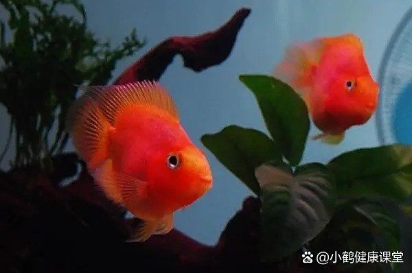 立鱗病會傳染給其他魚嗎？，小新的正能量發(fā)射站，魚豎鱗病大揭秘