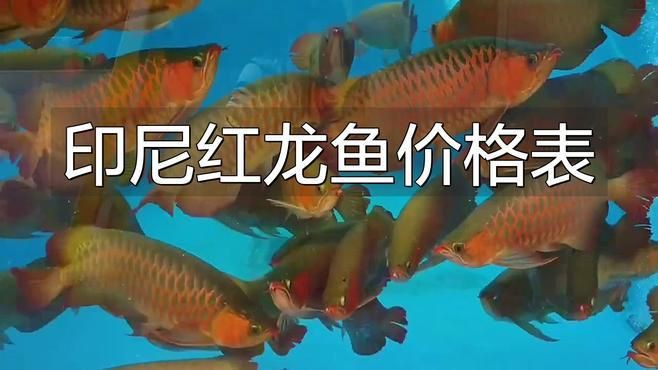 中國(guó)紅龍魚(yú)市場(chǎng)價(jià)格如何？，紅龍魚(yú)一般多少錢(qián)一只