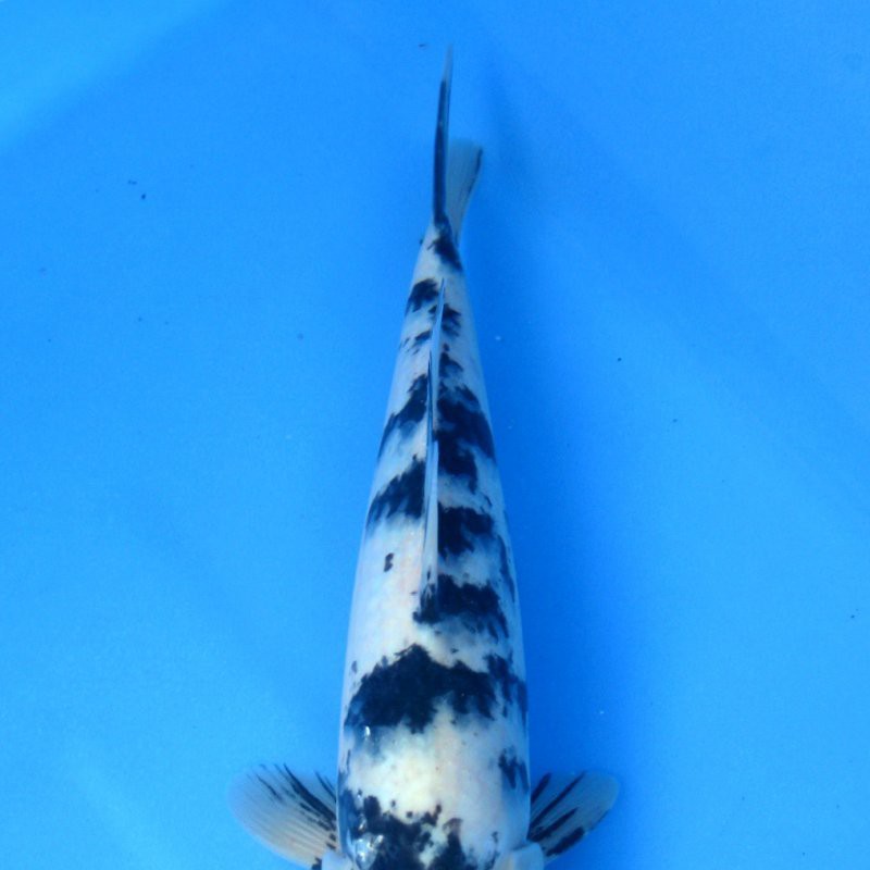 丹頂三色是大正還是昭和，丹頂三色與昭和、大正錦鯉存在明確區分