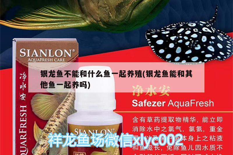 銀龍魚不能和什么魚一起養殖(銀龍魚能和其他魚一起養嗎)