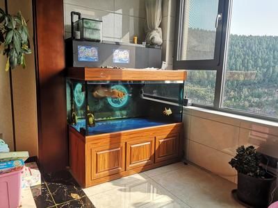 龍魚換了環(huán)境多久開口：龍魚在更換環(huán)境后開口吃食的時間