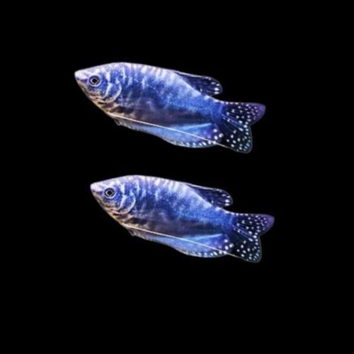 藍色的龍魚觀賞魚叫什么品種的 龍魚百科 第4張 藍色的龍魚觀賞魚叫什么品種的 藍色的龍魚觀賞魚叫什么品種的 龍魚百科 第4張