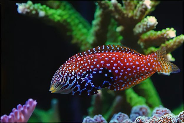 藍色的龍魚觀賞魚叫什么品種的 藍色的龍魚觀賞魚叫什么品種的 龍魚百科 第7張