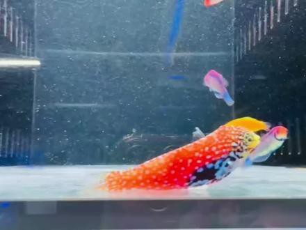 藍色的龍魚觀賞魚叫什么品種的 藍色的龍魚觀賞魚叫什么品種的 龍魚百科 第8張