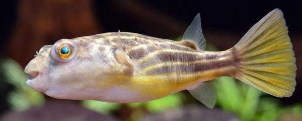 龍魚(yú)用什么水養(yǎng)好vs祥龍魚(yú)場(chǎng)：養(yǎng)龍魚(yú)用什么水養(yǎng)好