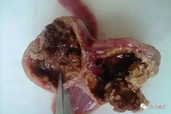 黑金魟魚適宜的pH值范圍：養(yǎng)殖黑金魟魚需要注意什么？