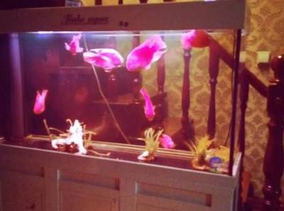 廈門龍魚養殖在哪里啊最近(廈門龍魚養殖在哪里啊最近有沒有)