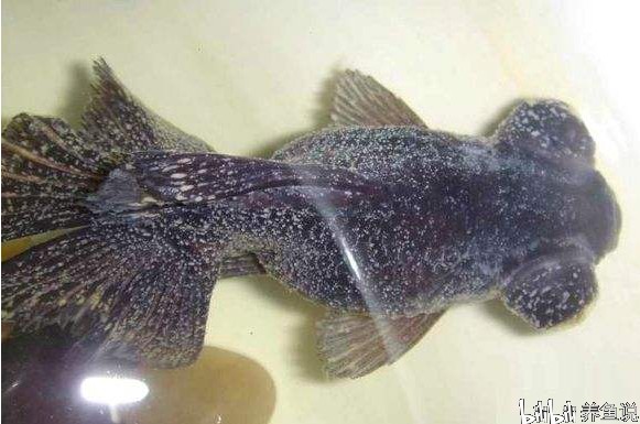 成年雌雄大熊貓的繁殖方式表達愛意并達成配對方式，大熊貓的繁殖