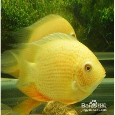 24k特級過背金龍魚（金龍魚24K金和金頭區(qū)別）