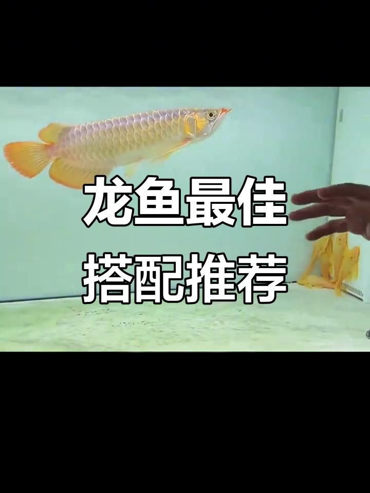 有哪些龍魚品種適合混養？，《有哪些龍魚品種適合混養》在觀賞魚養殖領域探討哪些龍魚品種