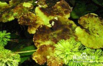 魟魚養(yǎng)殖技巧：魟魚的養(yǎng)殖技巧