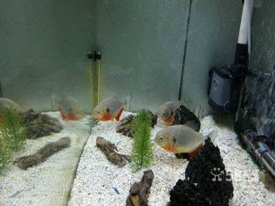 紅龍魚喂食注意事項(xiàng)和禁忌有哪些 紅龍魚喂食注意事項(xiàng)和禁忌有哪些 龍魚百科 第3張