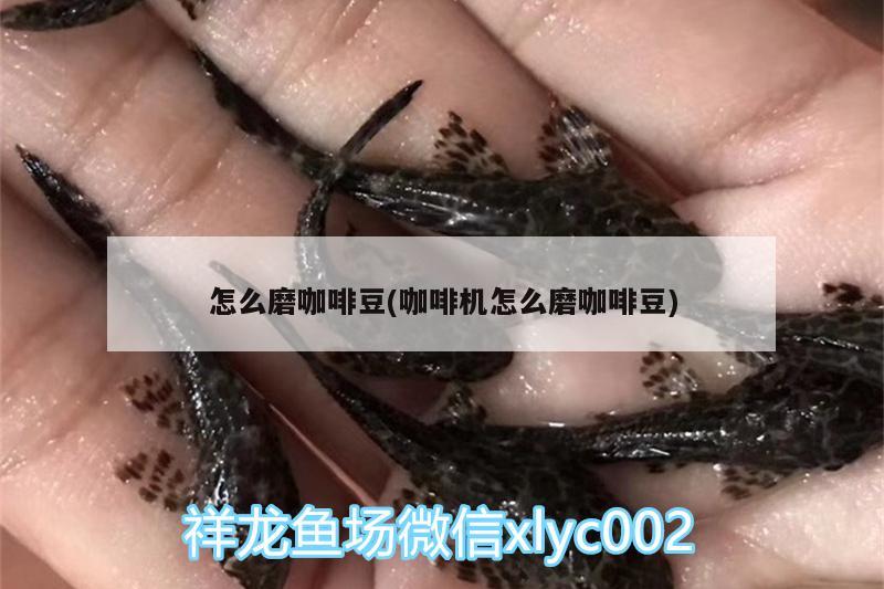怎么磨咖啡豆(咖啡機怎么磨咖啡豆)