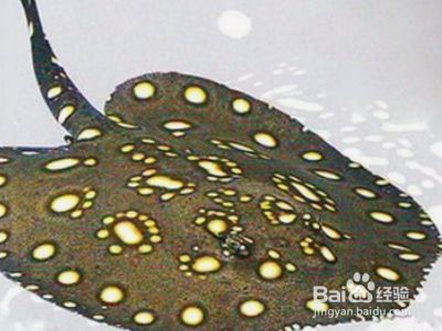 魟魚飼養常見誤區：魟魚飼養常見的誤區