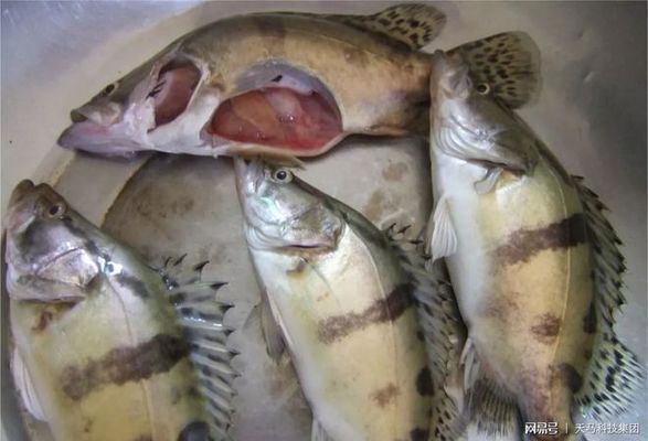 魟魚飼養常見誤區：魟魚飼養常見的誤區