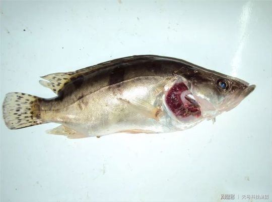 魟魚飼養常見誤區：魟魚飼養常見的誤區