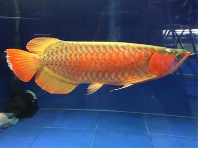 金龍魚和銀龍魚哪個貴些，金龍魚和銀龍魚價格差異主要由以下幾個因素決定