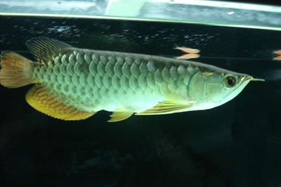 金龍魚和銀龍魚哪個貴些，金龍魚和銀龍魚價格差異主要由以下幾個因素決定