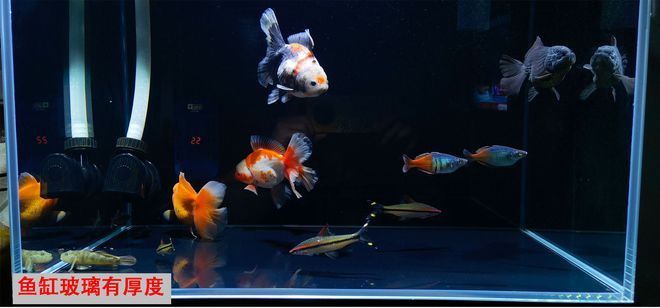 南京魚缸咖啡老板是誰啊視頻講解（南京魚缸定制推薦）