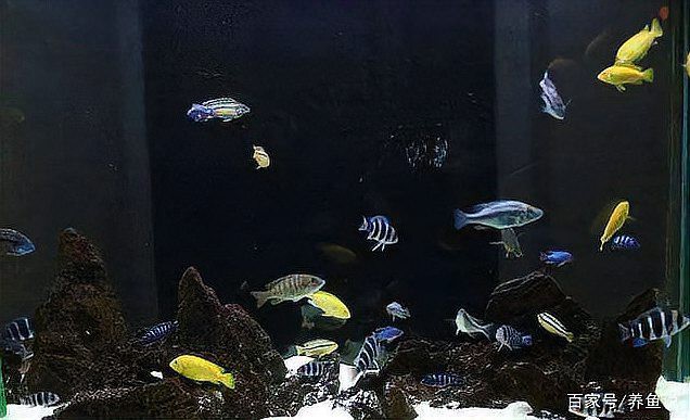 三湖慈鯛所有品種圖片，三湖慈鯛——三湖慈鯛