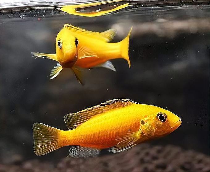 三湖慈鯛所有品種圖片，三湖慈鯛——三湖慈鯛