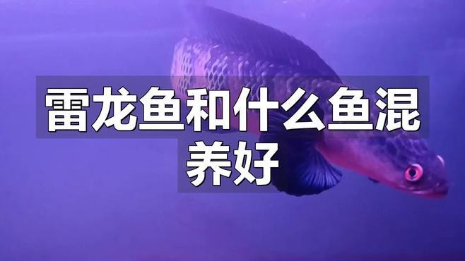 雷龍魚和什么魚能混養 雷龍魚和什么魚能混養 龍魚百科 第2張