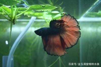 15cm過背金龍魚的價格是多少，15cm過背金龍魚的價格是多少錢一條 15cm過背金龍魚的價格是多少，15cm過背金龍魚的價格是多少錢一條 金龍魚百科 第2張