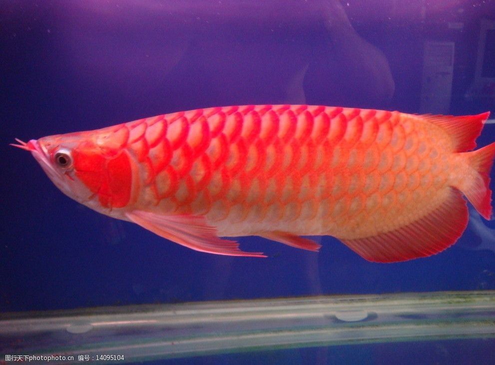 金龍魚圖案是什么魚（金龍魚圖案在現代設計中的應用）