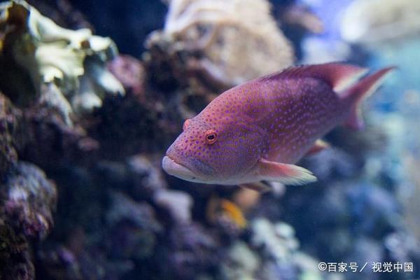 彩蝶哪款魚缸好養活（彩蝶魚缸哪款性價比高）