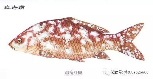 湘西土家族苗族自治州龍魚vs祥龍魚場（湘西土家族苗族自治州的龍魚專賣店可能提供多種類的龍魚品種）