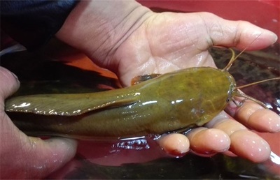 銀龍魚生長速度快嗎多少(銀龍魚的生長速度)