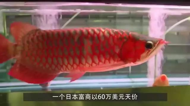 哪種龍魚品種的價格最高？，世界上最貴的觀賞魚，1公斤203萬元