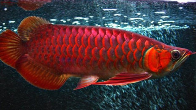 哪種龍魚品種的價格最高？，世界上最貴的觀賞魚，1公斤203萬元