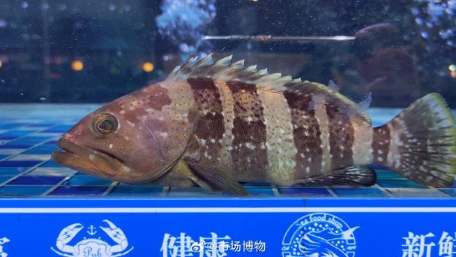 丁斑魚圖片，丁斑魚——中國斗魚