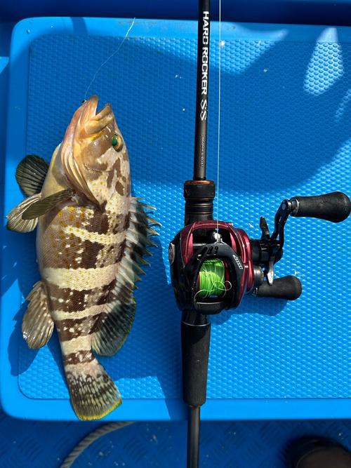 丁斑魚圖片，丁斑魚——中國斗魚