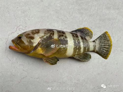丁斑魚圖片，丁斑魚——中國斗魚