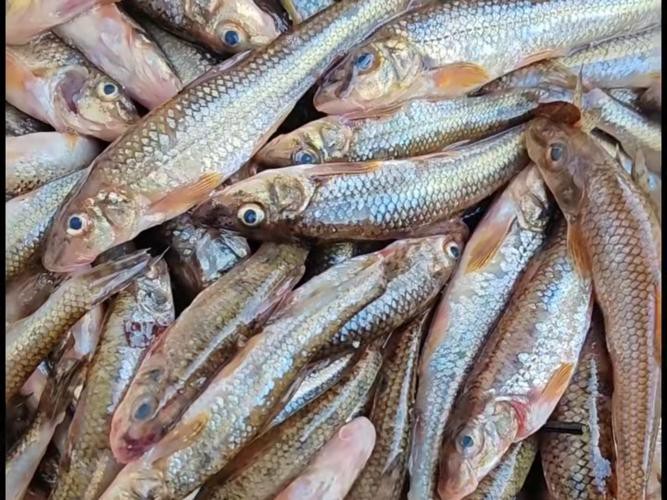 丁斑魚圖片，丁斑魚——中國斗魚