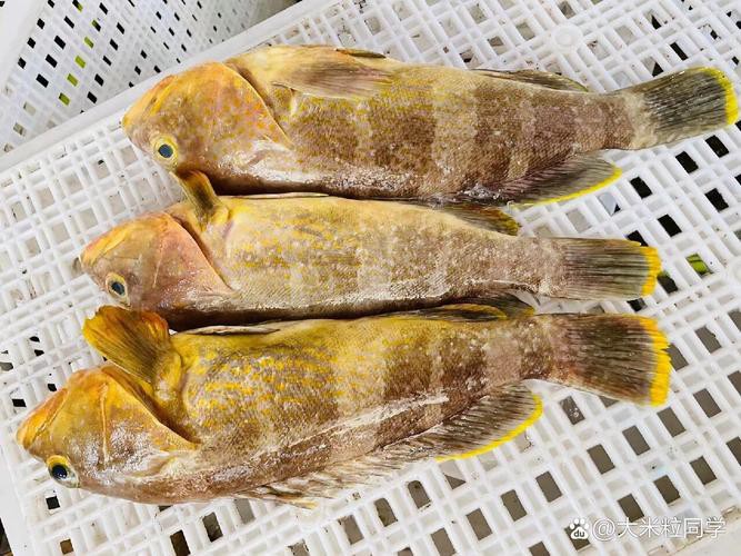 丁斑魚圖片，丁斑魚——中國斗魚