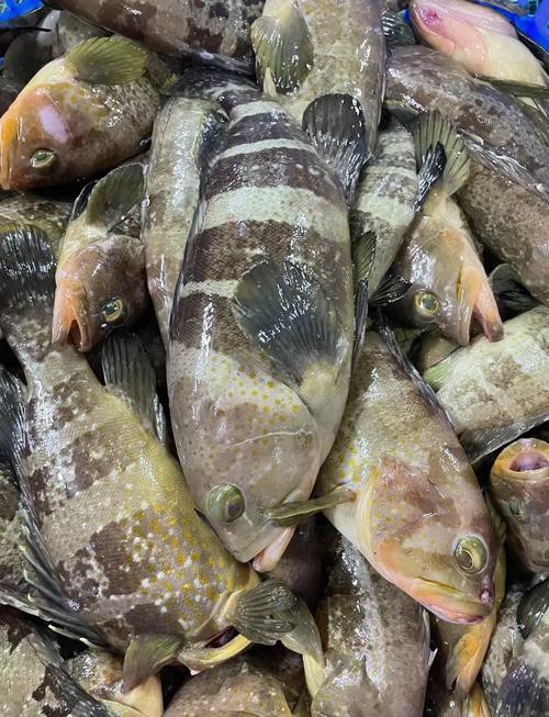 丁斑魚圖片，丁斑魚——中國斗魚