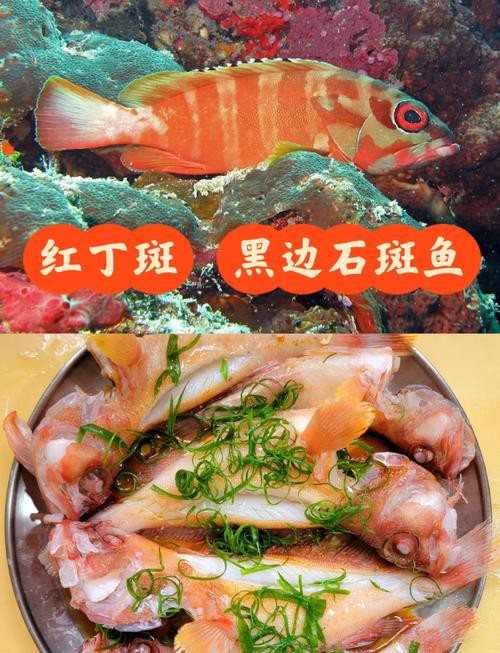 丁斑魚圖片，丁斑魚——中國斗魚