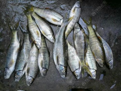 丁斑魚圖片，丁斑魚——中國斗魚