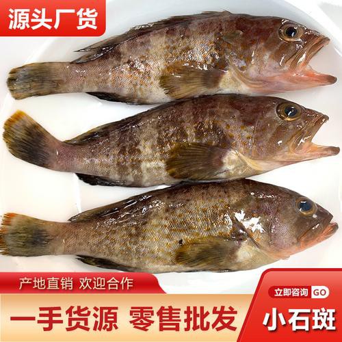 丁斑魚圖片，丁斑魚——中國斗魚