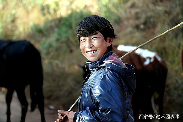 丁斑魚圖片，丁斑魚——中國斗魚