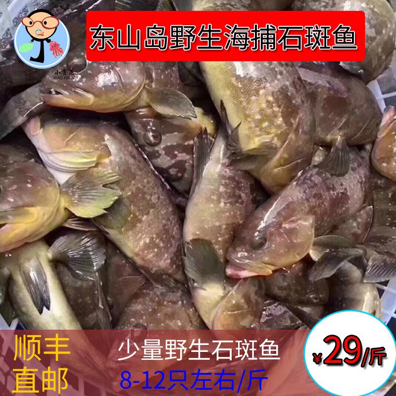 丁斑魚圖片，丁斑魚——中國斗魚
