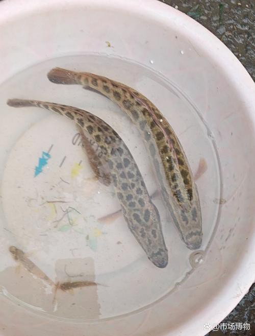 丁斑魚圖片，丁斑魚——中國斗魚