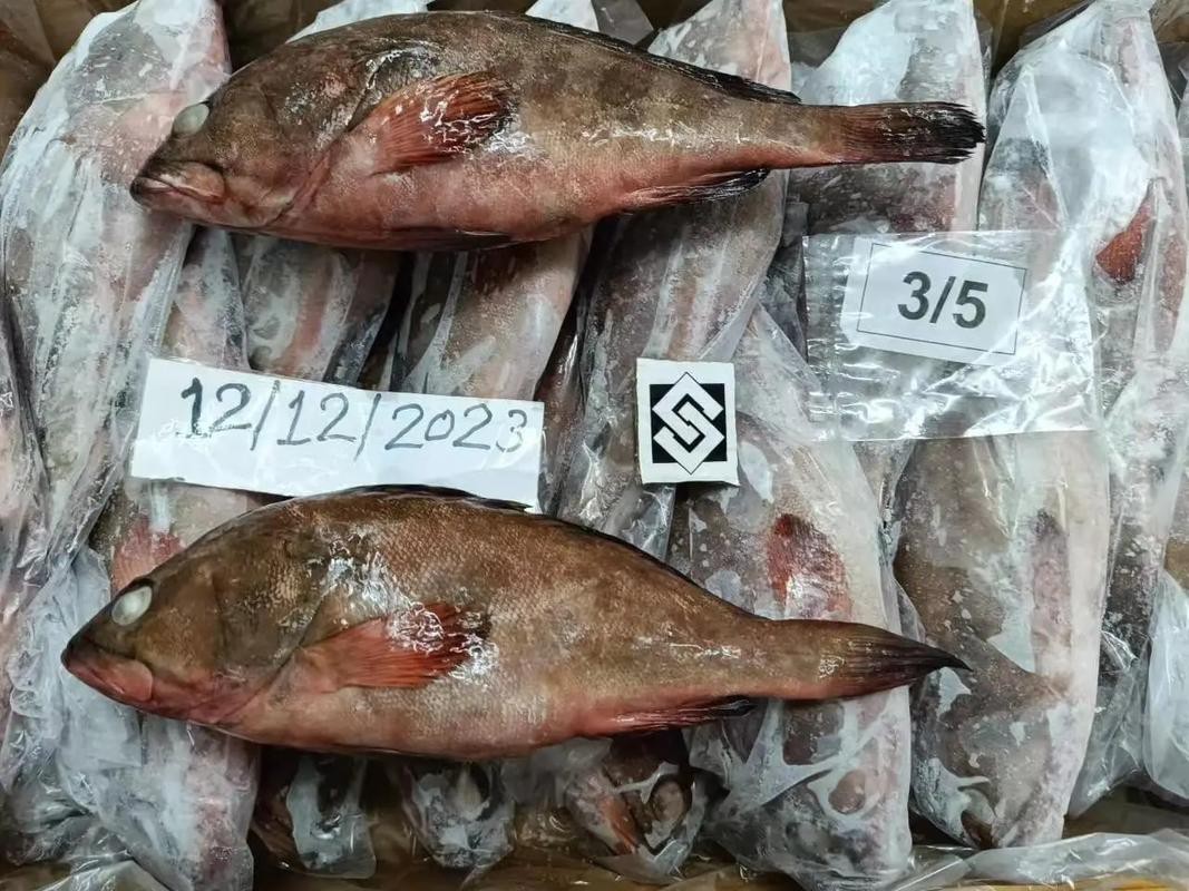 丁斑魚圖片，丁斑魚——中國斗魚