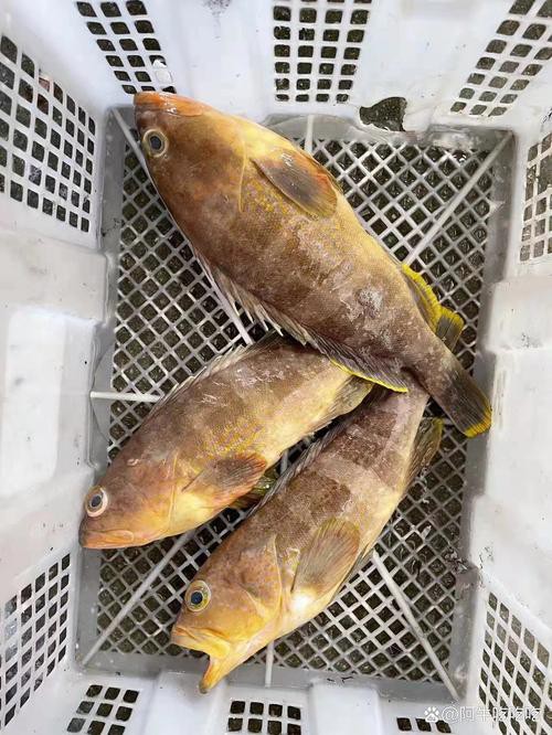 丁斑魚圖片，丁斑魚——中國斗魚