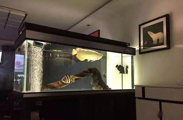 龍魚玩家最佳龍缸尺寸多大vs祥龍魚場：最佳龍魚缸尺寸選擇指南